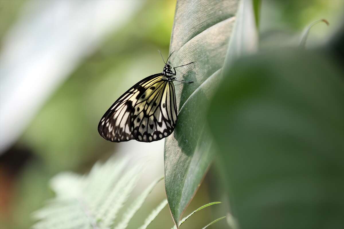 Şebi Arus için gelenler Konya’nın ünlü mekanında huzur bulacak 23